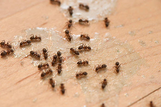 Best Pest Inspection Near Me  in Hastings, MN